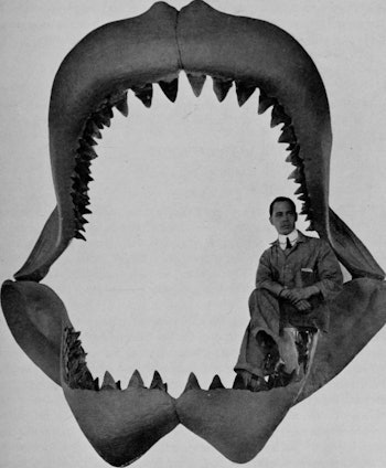 Photograph of a man sitting in the jaws of Carcharodon Megalodon, from the book "Guide leaflet" by A...