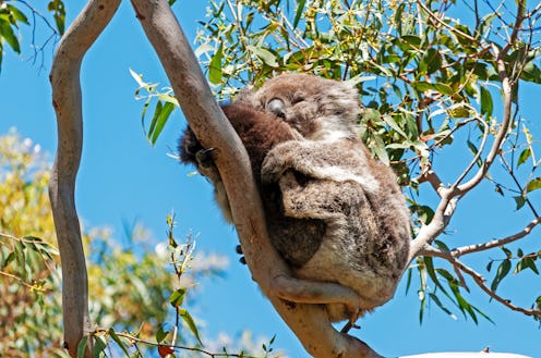 koala sleeping in a tree