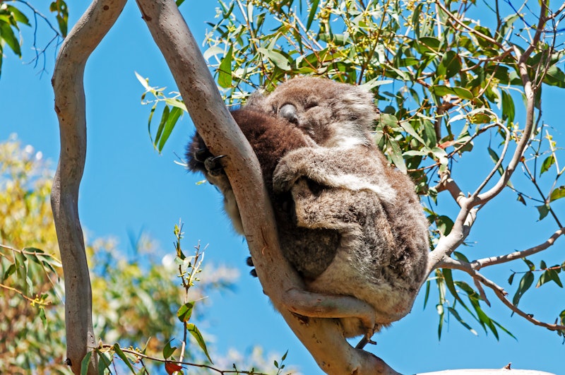 koala sleeping in a tree