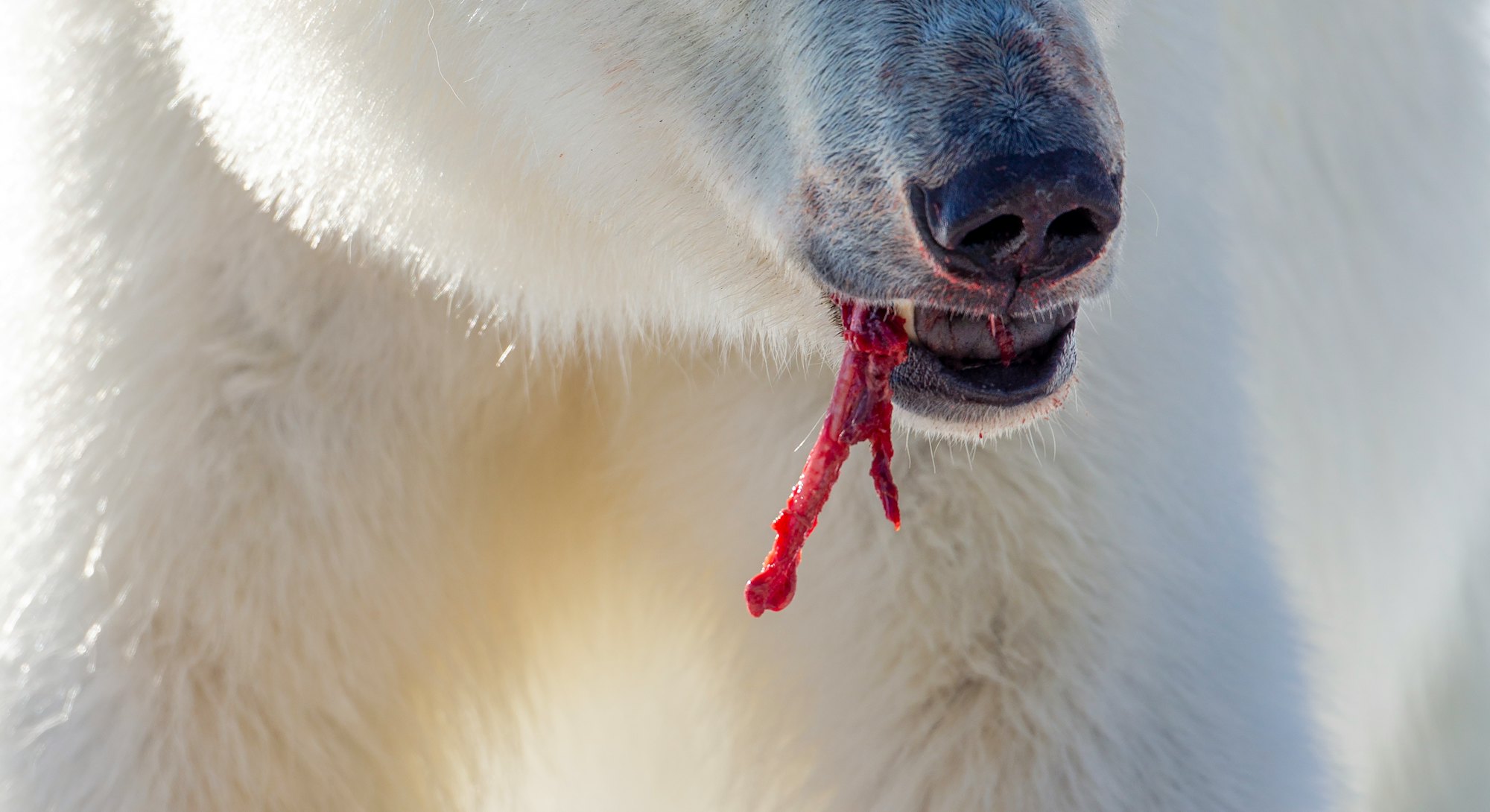 Norway, Svalbard, Spitsbergen Island, Polar Bears (Ursus maritimus) feeding on Bearded Seal (Erignat...
