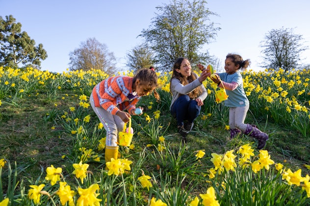 A mother and her two young daughters walking through a field of daffodil flowers in Hexham, Northumb...