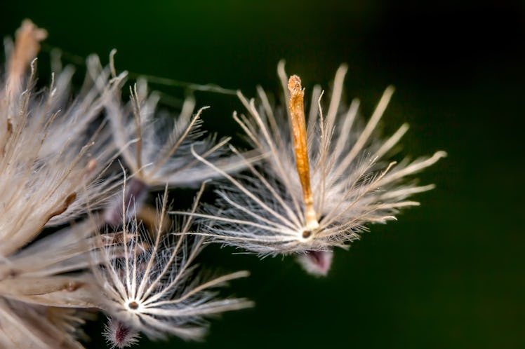 dandelion seed