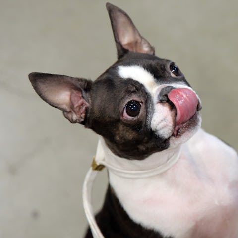 Scenes from the annual Seattle Kennel Club Dog Show at the CenturyLink Event Center, March 11, 2018....