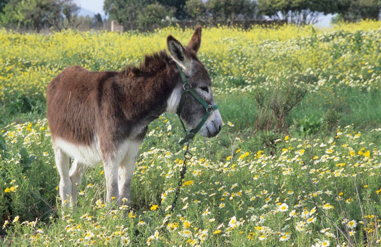 donkey in grass