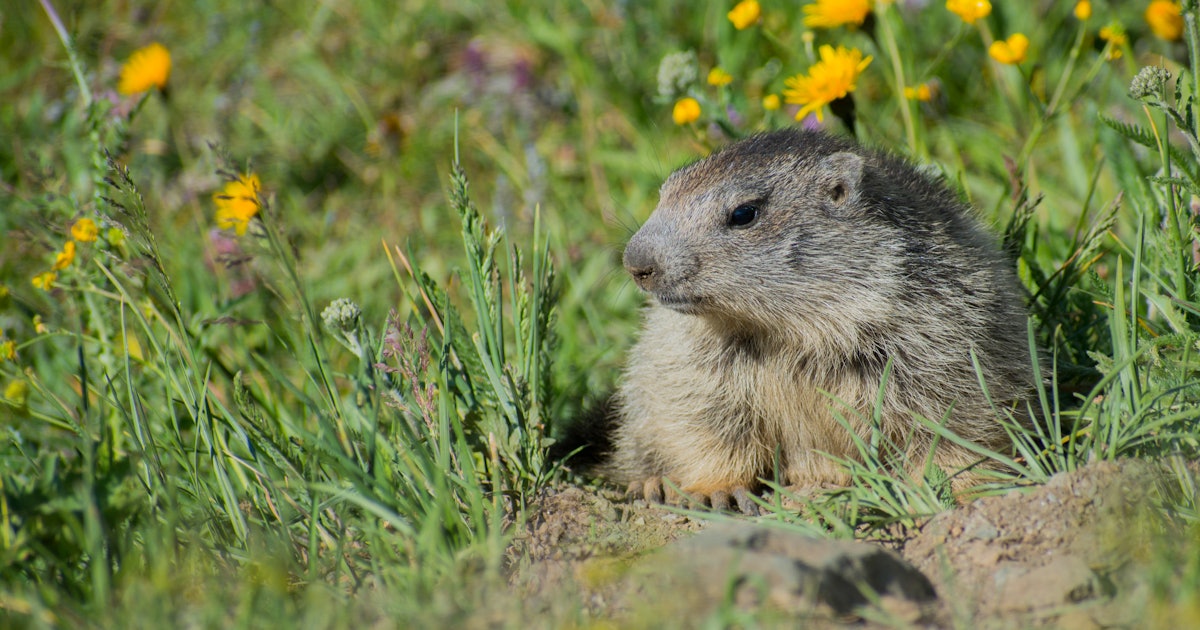 A ridiculously fluffy rodent may hold the secret to longevity<br>