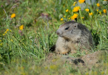 marmot in grass