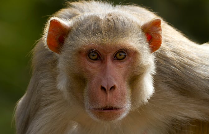 Portrait of a rhesus monkey (Macaca mulatta).