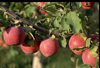 Ripe red apples hang from the branch of a tree.