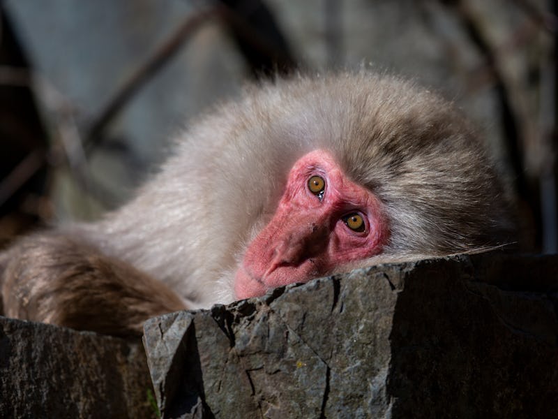 japanese macaque