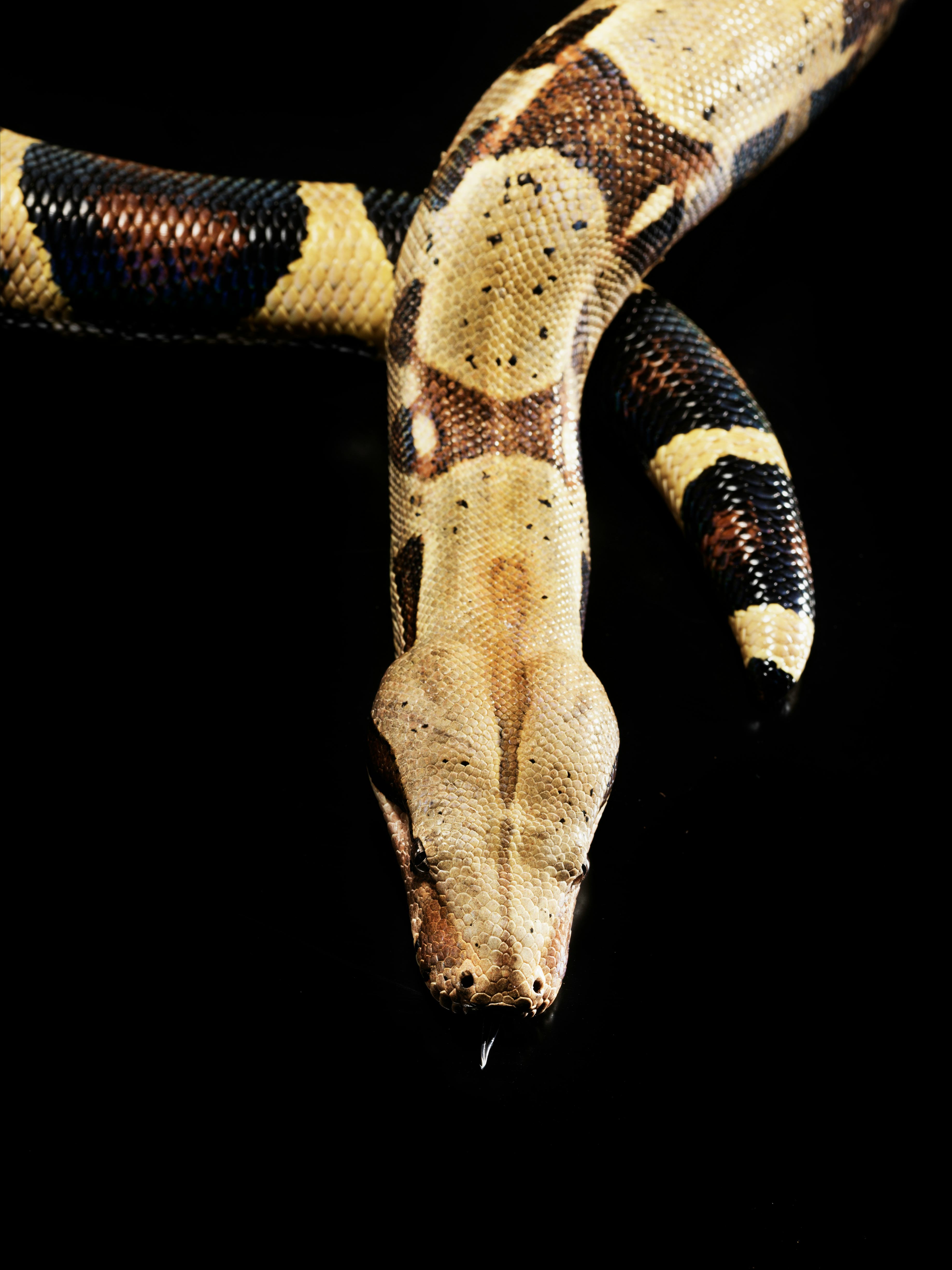 Detail and close up of  Boa constrictor - Boa constrictor  imperiator photographed in studio locatio...