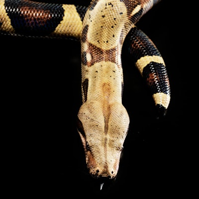 Detail and close up of  Boa constrictor - Boa constrictor  imperiator photographed in studio locatio...