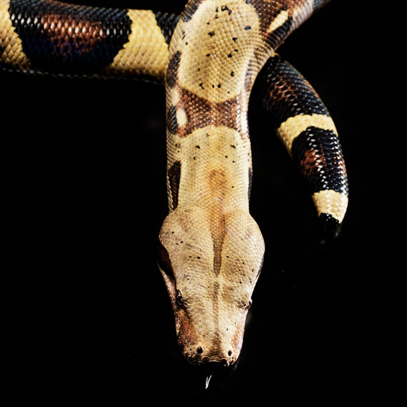 Detail and close up of Boa constrictor - Boa constrictor imperiator photographed in studio locatio...