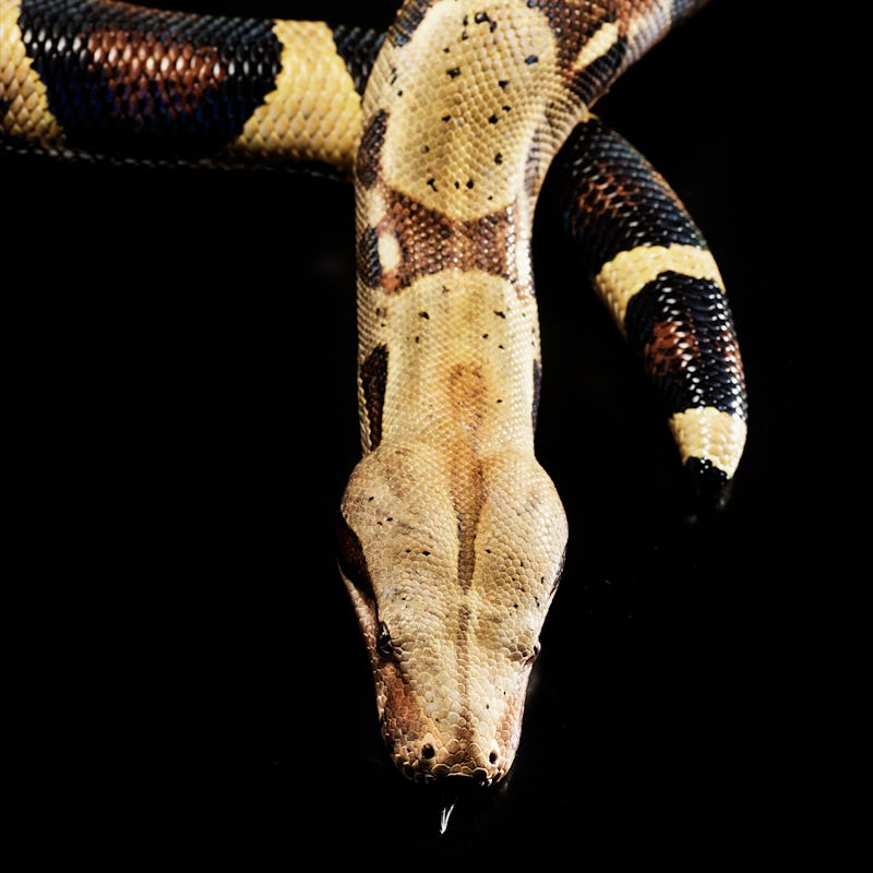 Detail and close up of  Boa constrictor - Boa constrictor  imperiator photographed in studio locatio...