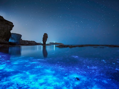 Wondering how to see bioluminescence? Check out the top bioluminescent beaches.