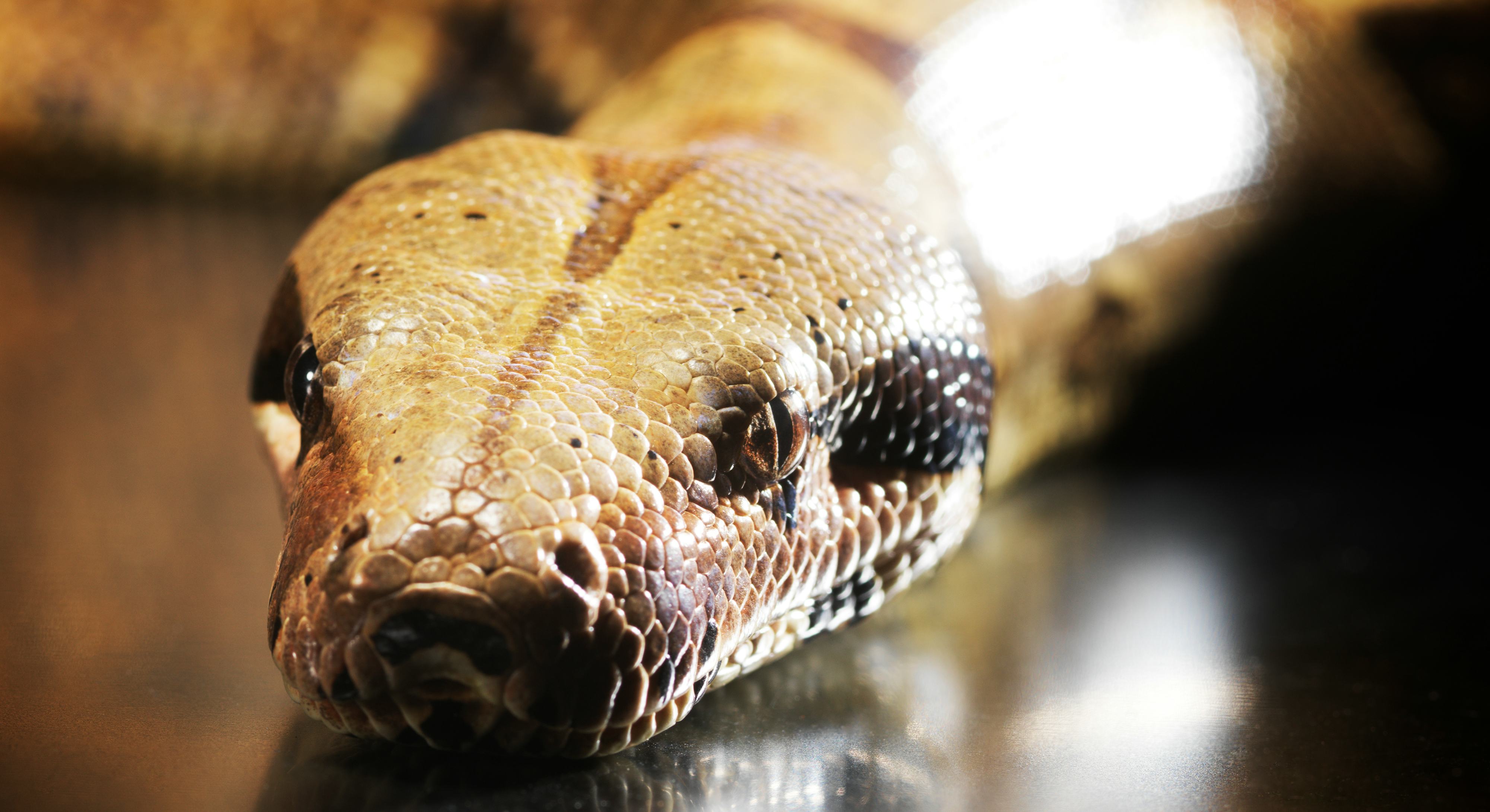Look: Scientists finally discover how boa constrictors can eat giant