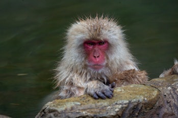 Japoniška makaka karštame versme.