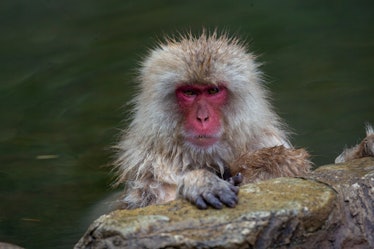 Japanese macaque in a hot spring.