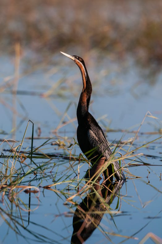 An African darter, Anhinga rufa, perched on a submerged tree branch. Chobe River, Chobe National Par...