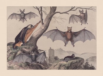 Bats (Chiroptera): a) Black-eared flying fox (Pteropus melanotus); b) Common vampire bat (Desmodus r...