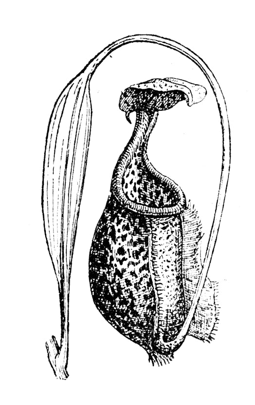 Antique illustration: Pitcher plant