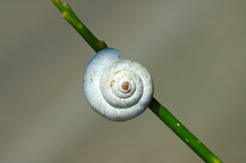 snail on plant stem