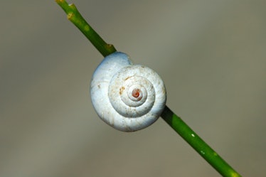 snail on plant stem