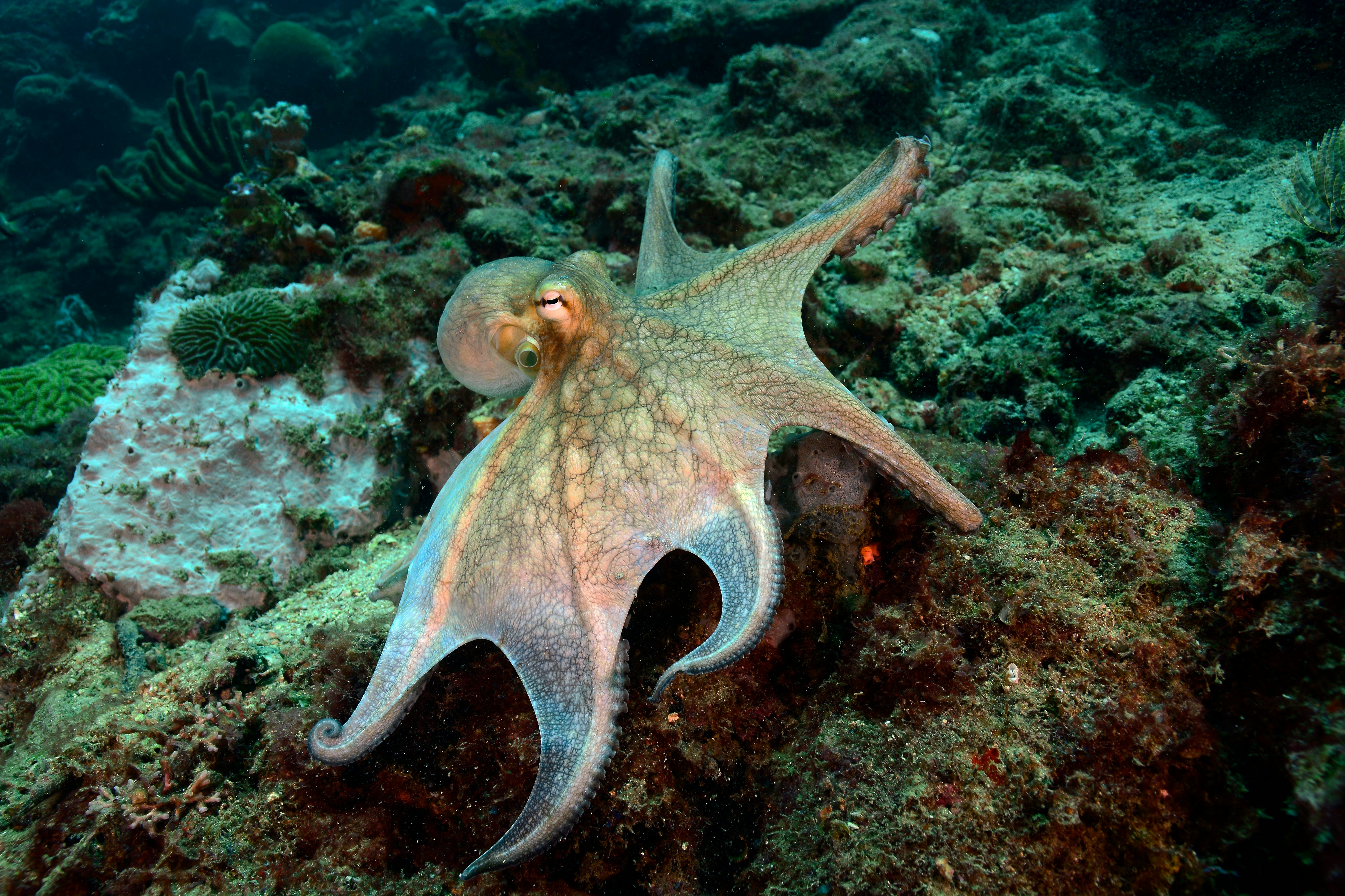 Octopus,Octopus vulgaris,can change color and patterns dramatically,in Chichiriviche de la Costa,Ven...