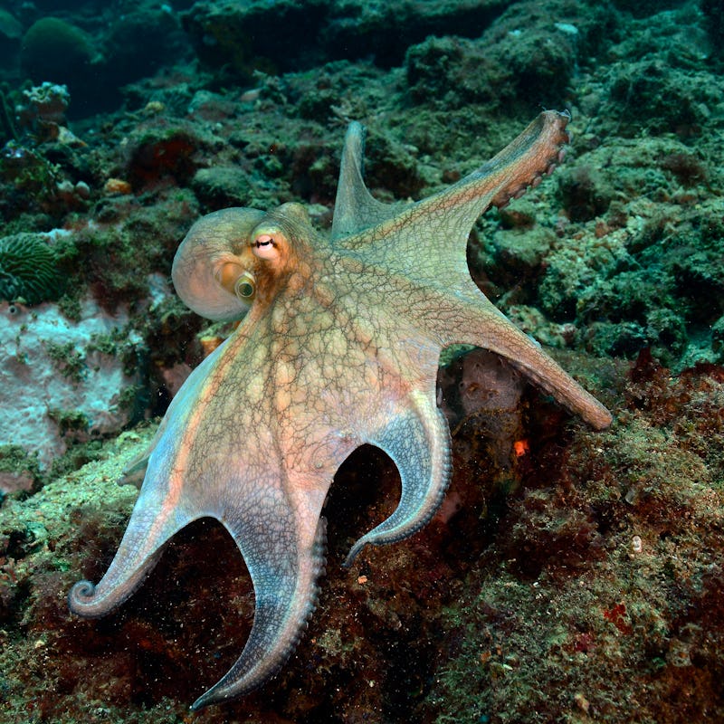 Octopus,Octopus vulgaris,can change color and patterns dramatically,in Chichiriviche de la Costa,Ven...