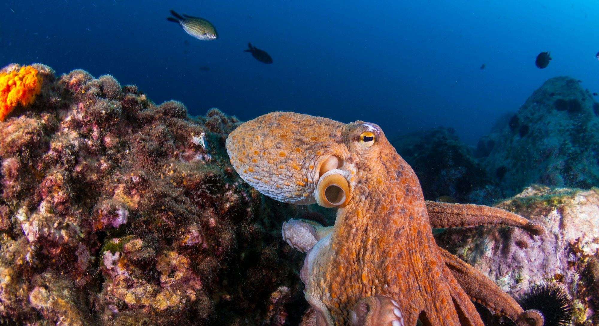 Close-up of a common octopus (Octopus vulgaris)