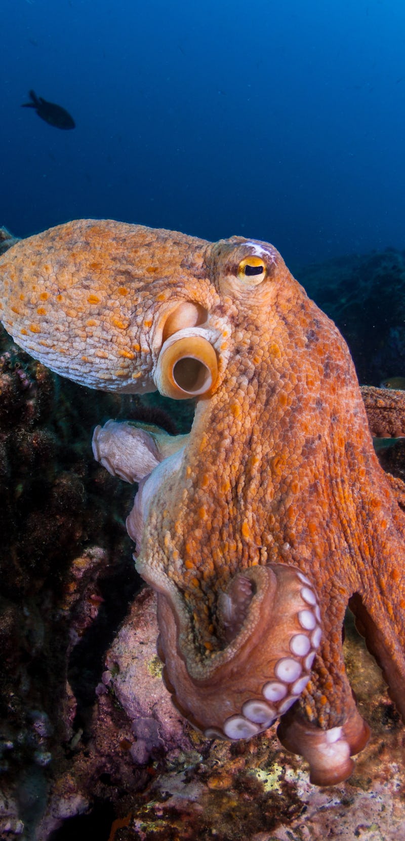 Close-up of a common octopus (Octopus vulgaris)