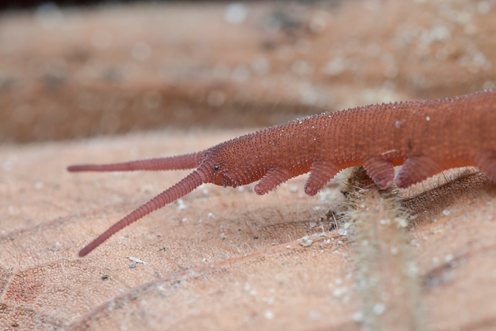 Macro image of a reddish velvet worm on dry leaf, Ulu Yam, Selangor, Malaysia