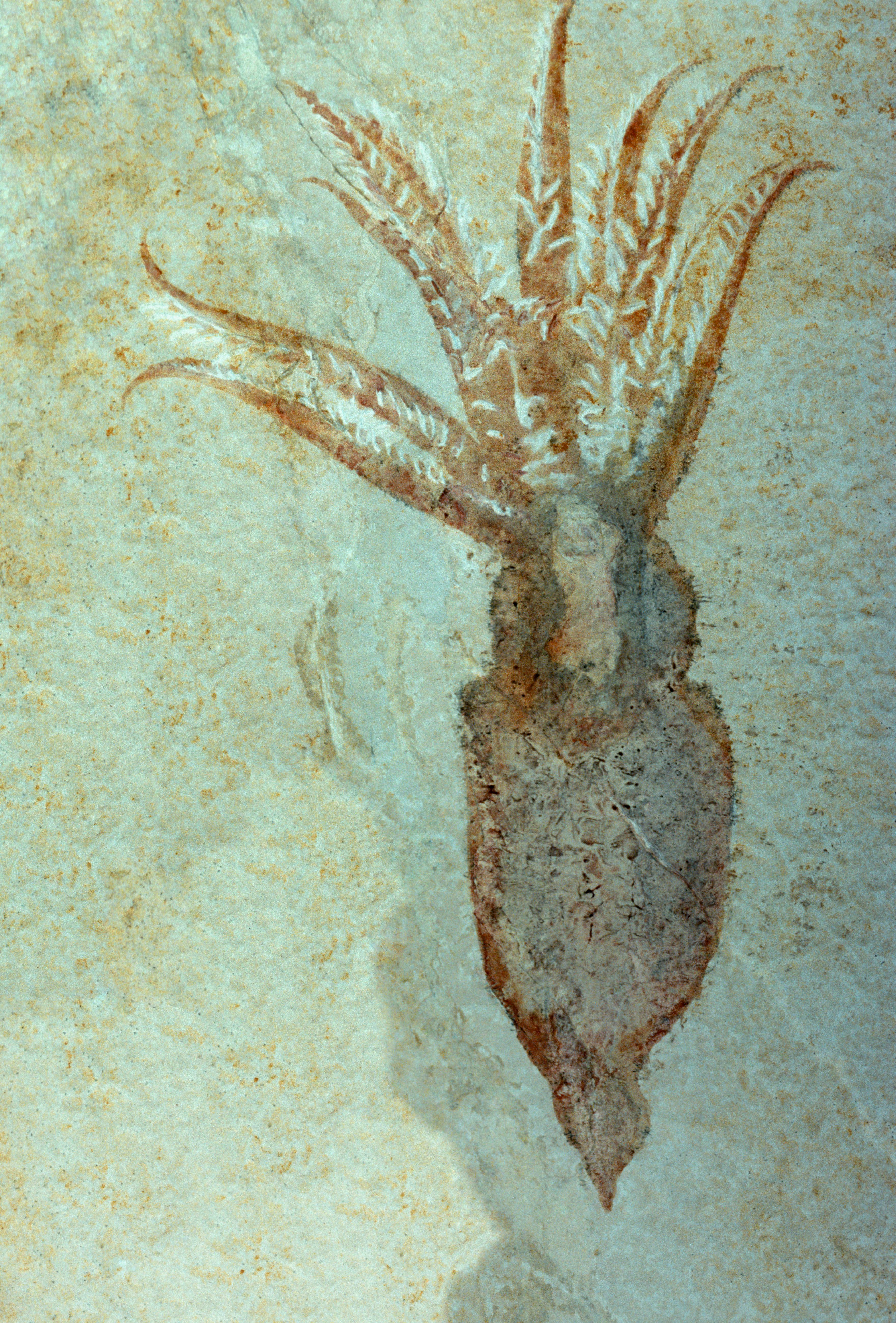 Look This weird 10 legged fossil could be an octopus ancestor with