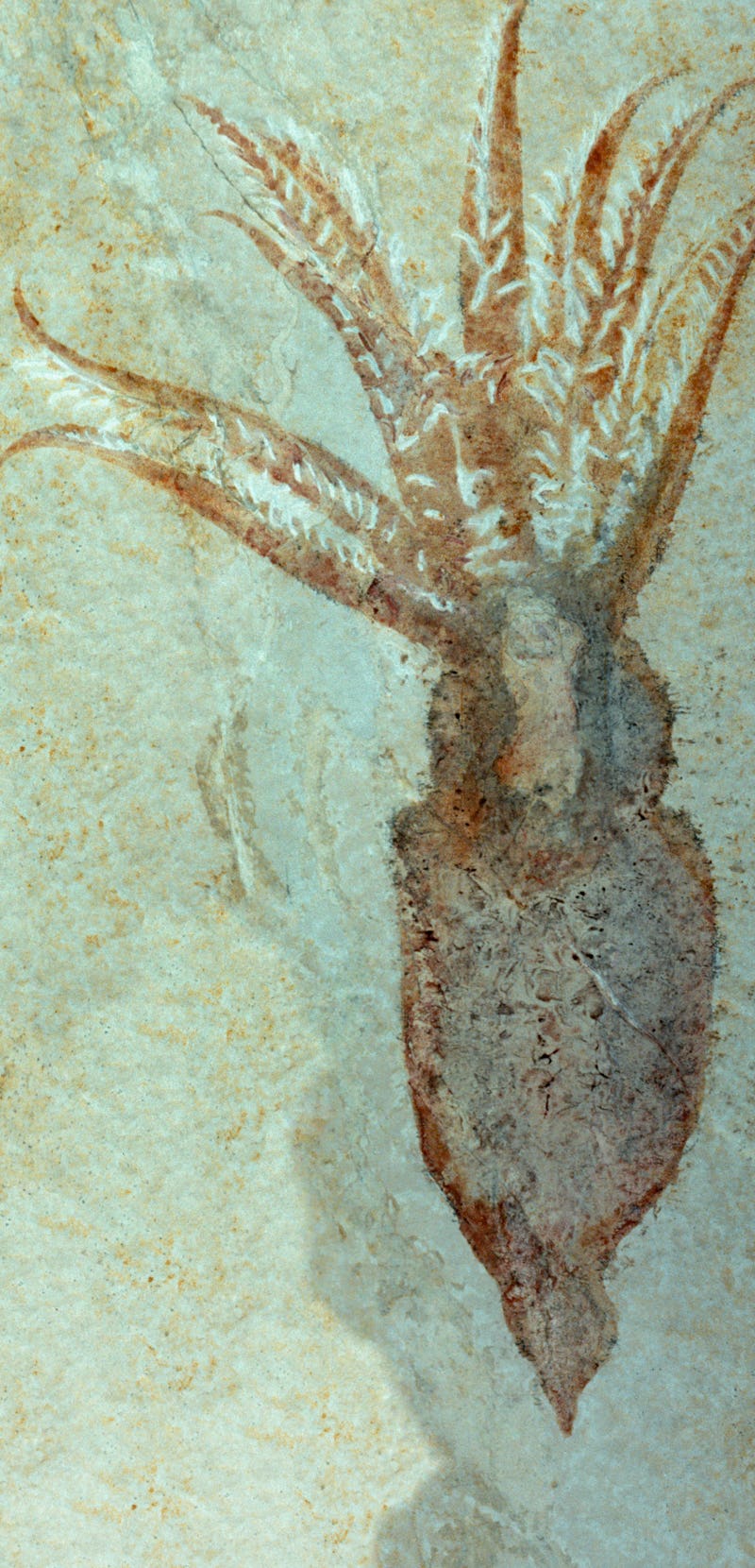 Rare squid imprint fossil, 24 cm length; Upper Jurassic or Malm Period, 161,2 to 145,5 million years...
