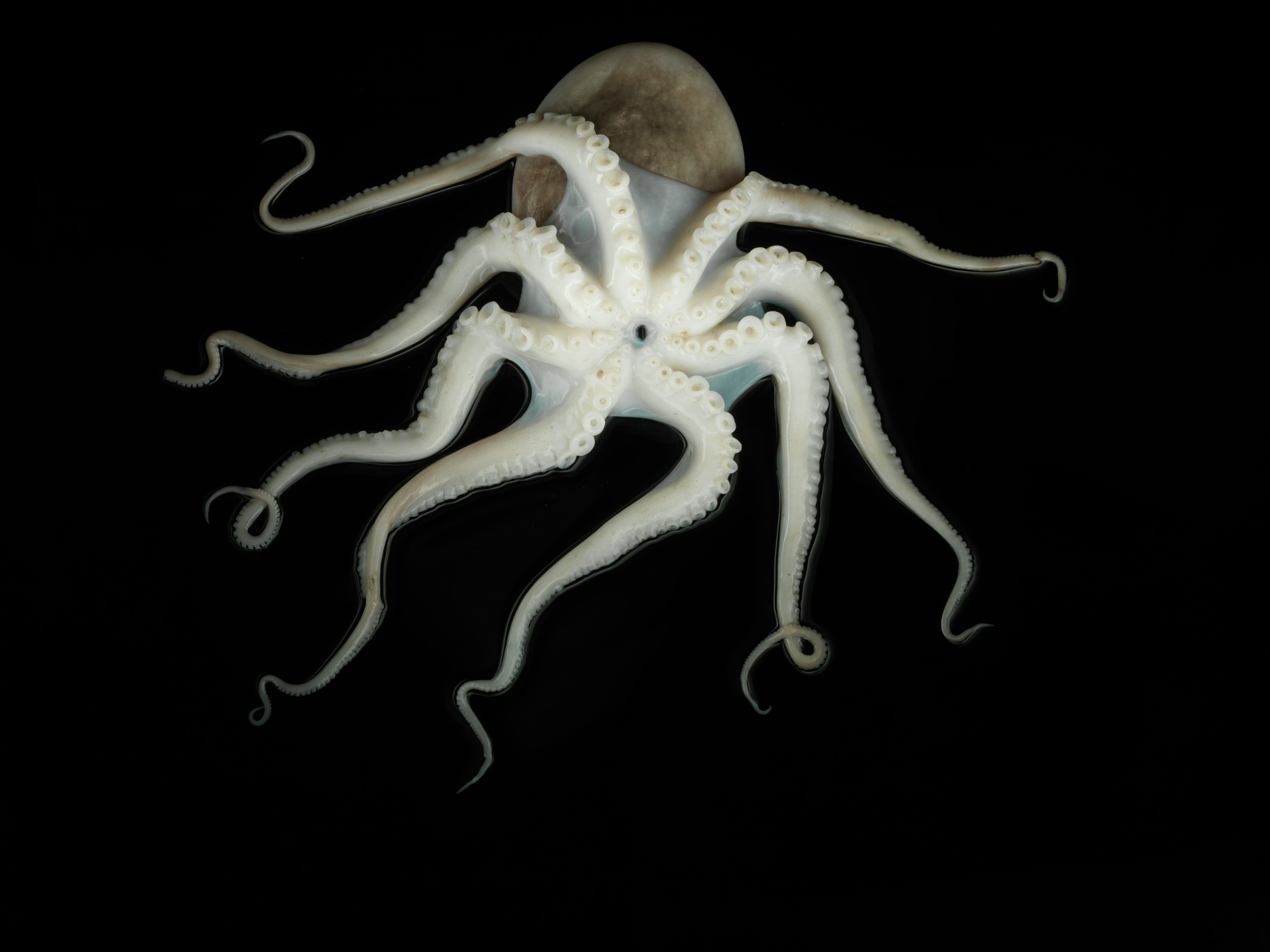 Look This weird 10 legged fossil could be an octopus ancestor with