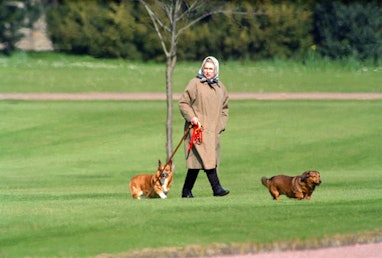 WINDSOR,  UNITED KINGDOM - APRIL 2:   Queen Elizabeth II walking her dogs at Windsor Castle, on Apri...
