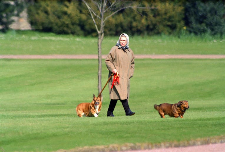 WINDSOR, UNITED KINGDOM - APRIL 2: Queen Elizabeth II walking her dogs at Windsor Castle, on Apri...