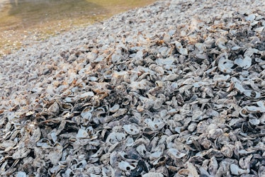 oyster shells by the sea