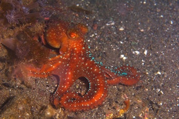 Octopus over volcanic sand, RInca Island, Komodo National marine park, Indonesia"n