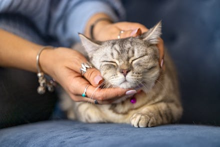 British short hair kitten, loved by its owner