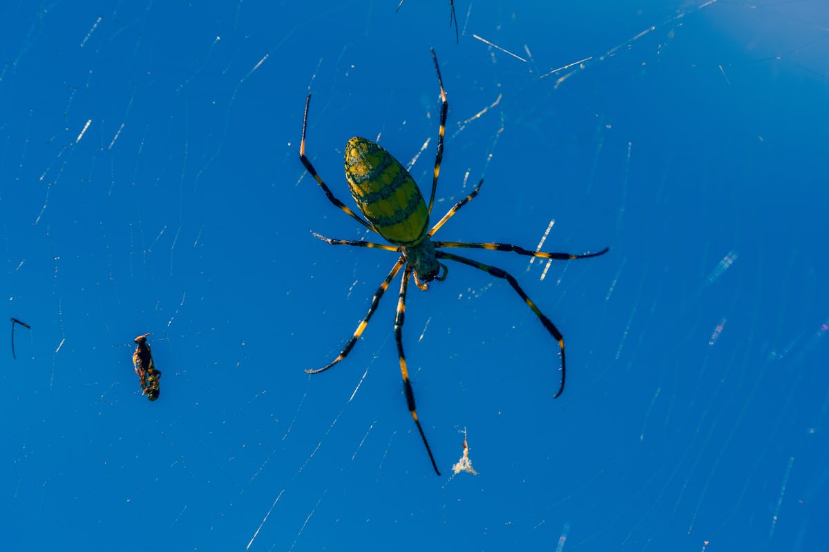 Joro Spiders In Georgia Are Spreading Fast