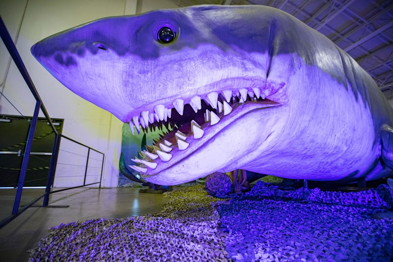 DEL MAR, CALIFORNIA - JANUARY 21: General view of an animatronic Megalodon shark during a press revi...