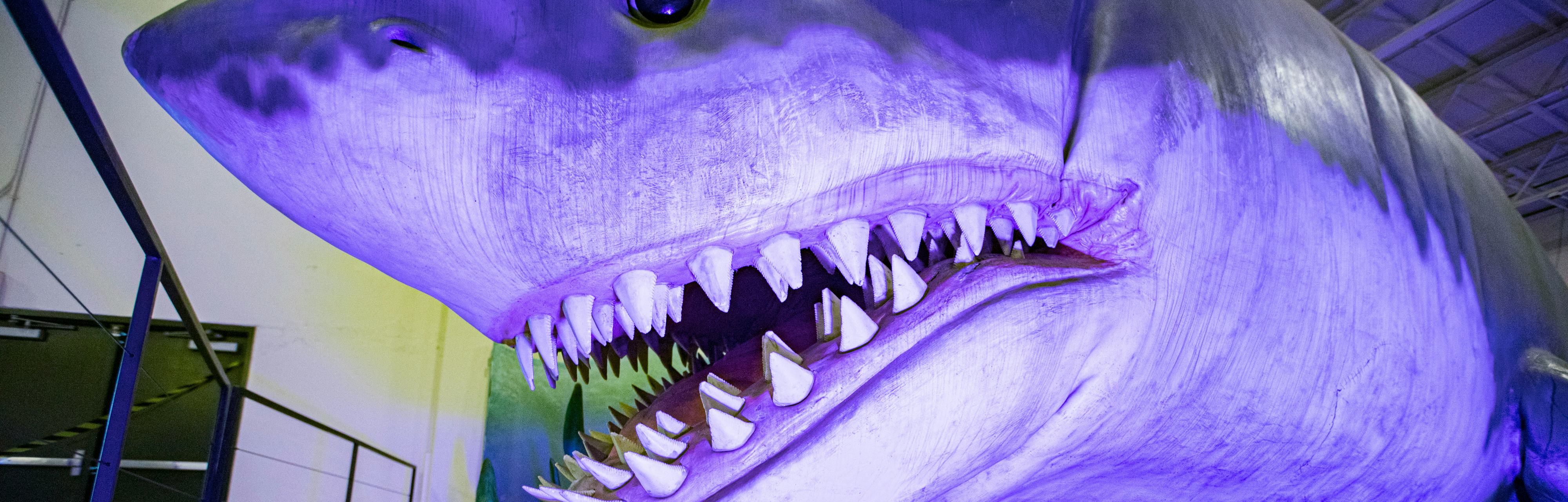 New study helps explain how the megalodon grew to terrifying sizes