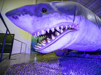DEL MAR, CALIFORNIA - JANUARY 21: General view of an animatronic Megalodon shark during a press revi...