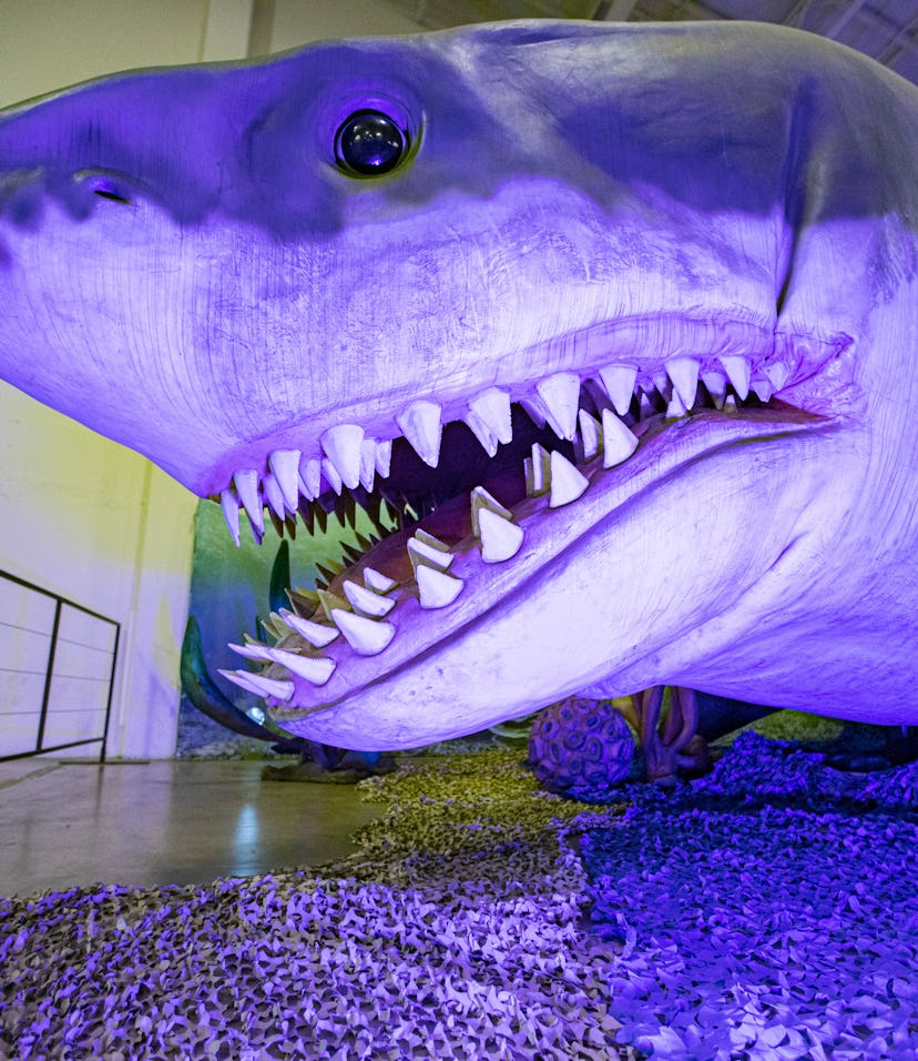 New study helps explain how the megalodon grew to terrifying sizes