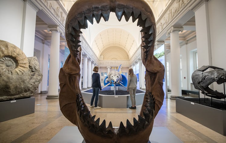 23 October 2019, Baden-Wuerttemberg, Stuttgart: Visitors to the Natural History Museum can see the s...