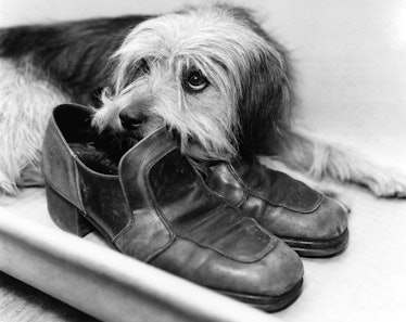 Only one man can fill these shoes. And that's the man Bootsie is waiting for - his missing master. M...
