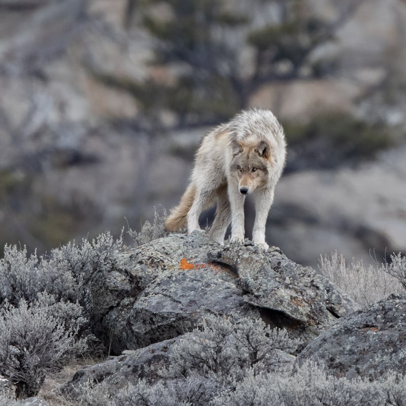 Grey wolf (mostly white/tan colored) looking around while standing on a rock pile in Yellowstone Nat...