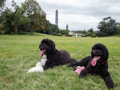 WASHINGTON, DC - AUGUST 19:  In this handout provided by the White House, Bo (L) and Sunny, the Obam...