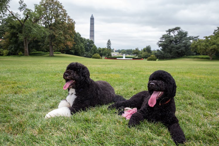 WASHINGTON, DC - AUGUST 19:  In this handout provided by the White House, Bo (L) and Sunny, the Obam...