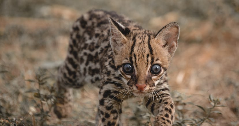 Photo taken in Puyo, Ecuador